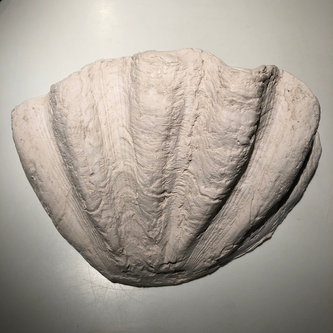 shell shaped plaster wall sconce